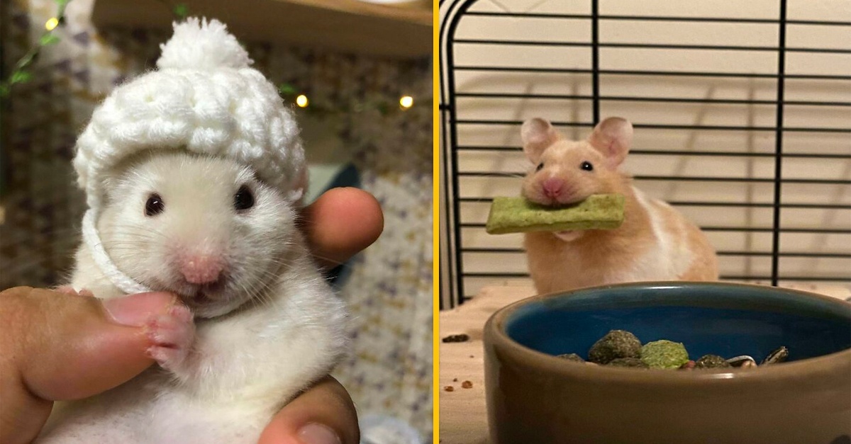 15 najroztomilejších obrázkov škrečkov, ktoré ti rozveselia deň