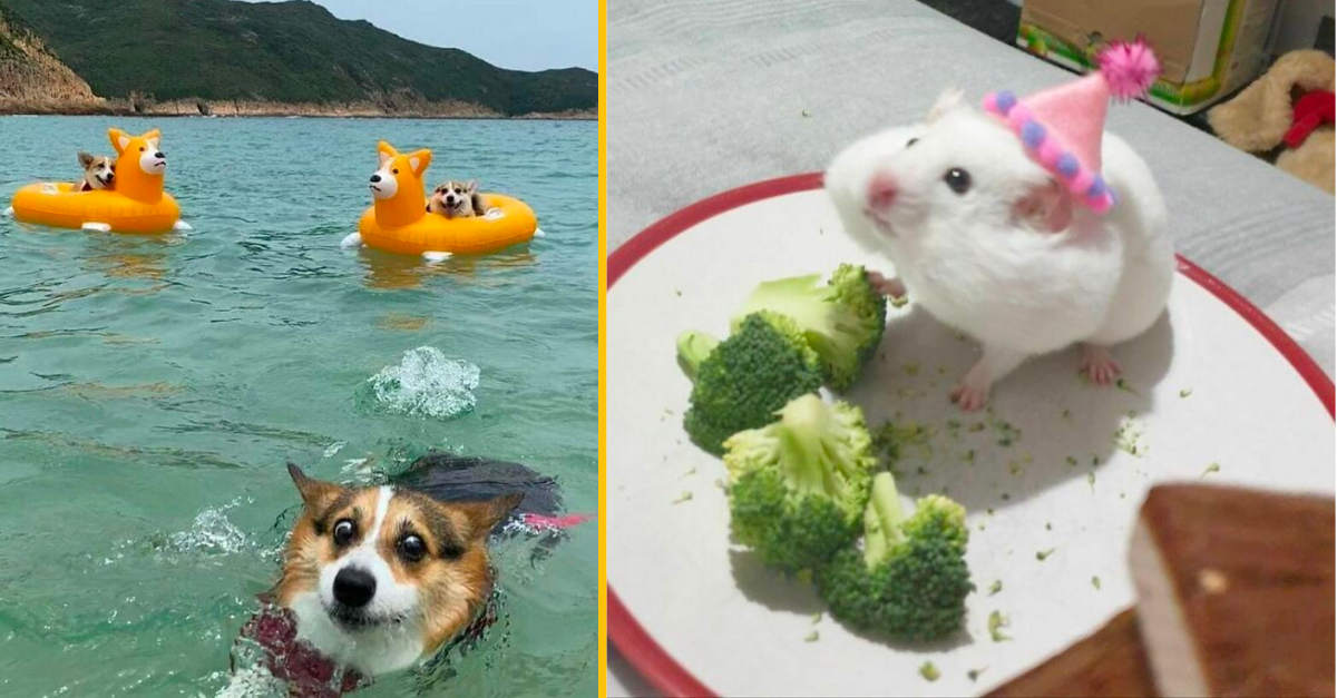 15+ zábavných obrázkov zvierat, ktoré ti vyčarujú úsmev na tvári