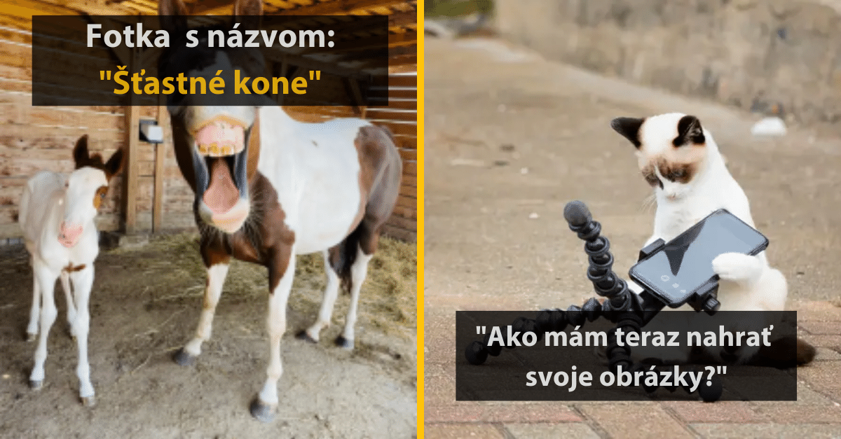 26 zábavných fotiek zo súťaže o najvtipnejšiu zvieraciu fotografiu