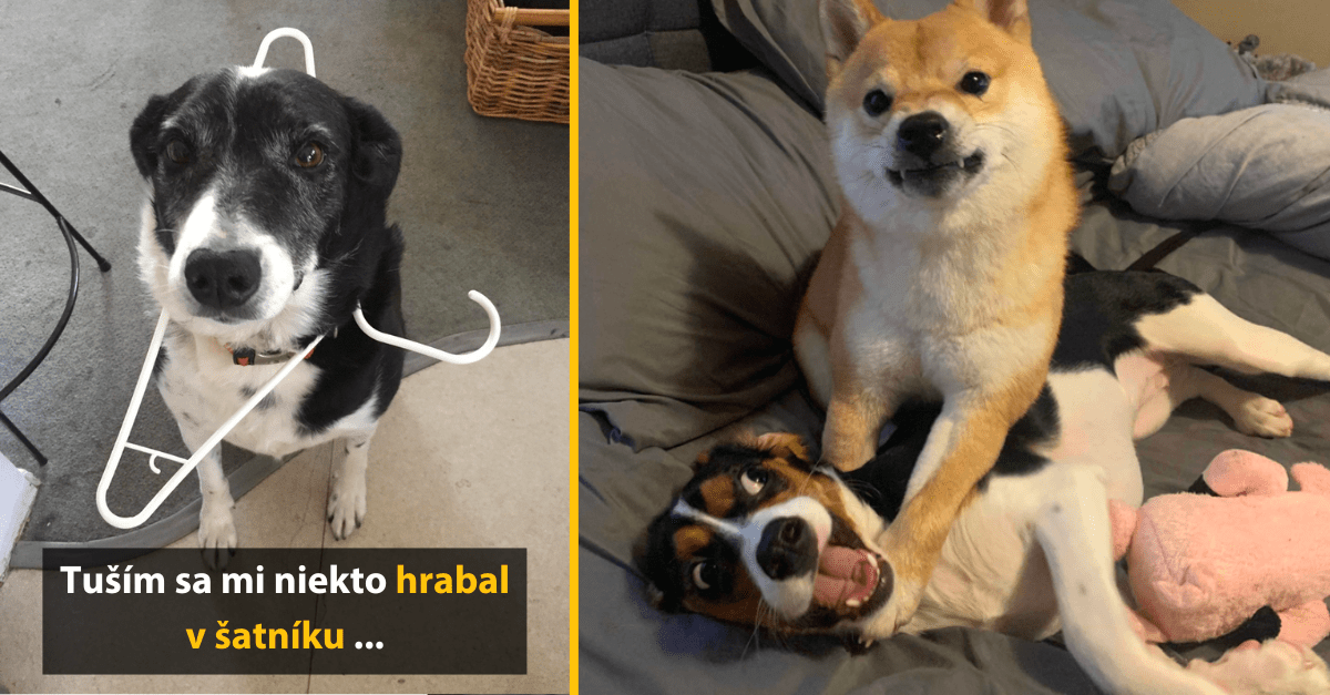 14 obrázkov, ktoré zábavne vystihujú život s domácimi miláčikmi