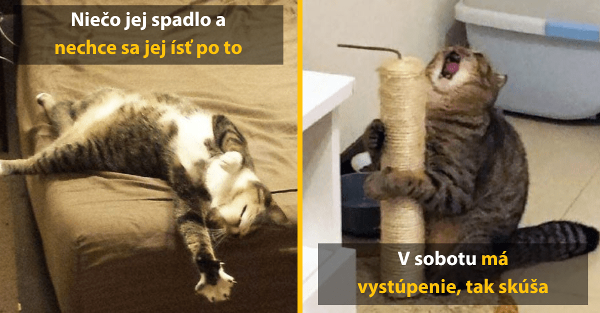 Mačky dramatičky, ktoré by si za svoj výkon zaslúžili Oscara