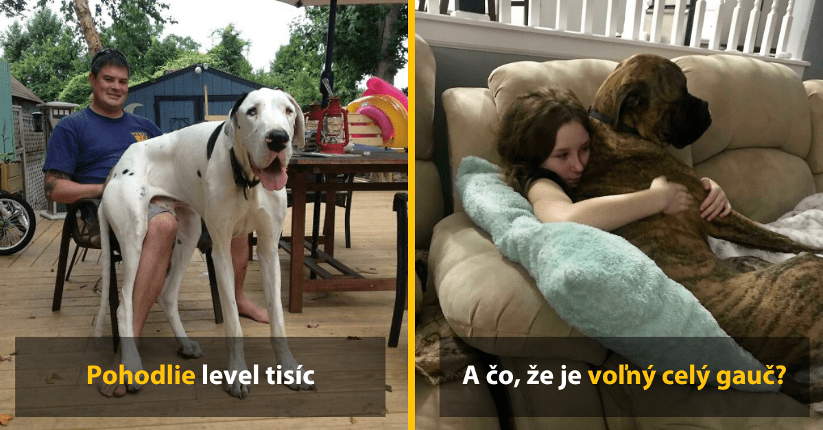 12 psov, ktorí si neuvedomujú, akí sú veľkí