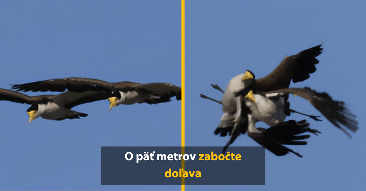 Ľudia sa podelili o vtipné faily, ku ktorým došlo pri fotení vtákov