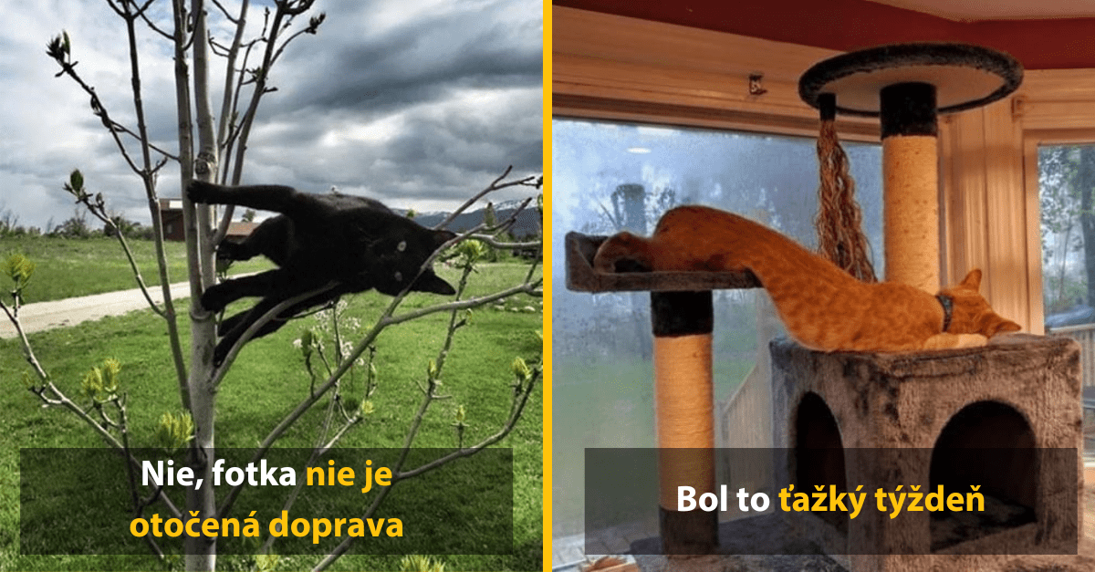 Fotky mačiek, ktoré popierajú pravidlá gravitácie