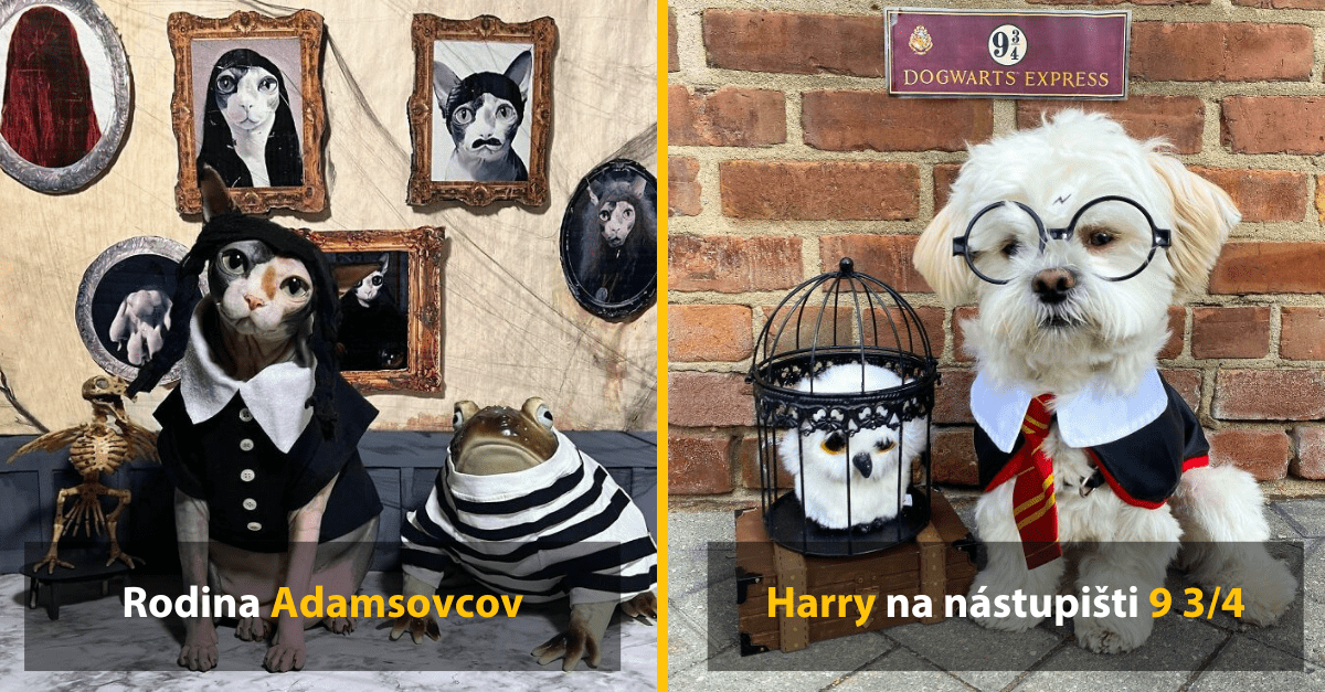 Niekoľko nápadov na halloweenske kostýmy pre domácich miláčikov