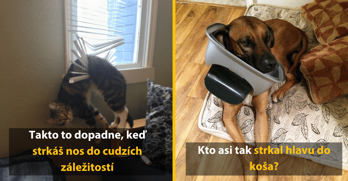 Zvieratá, ktoré sa niekde zasekli, ale tvárili sa, že sa nič nedeje