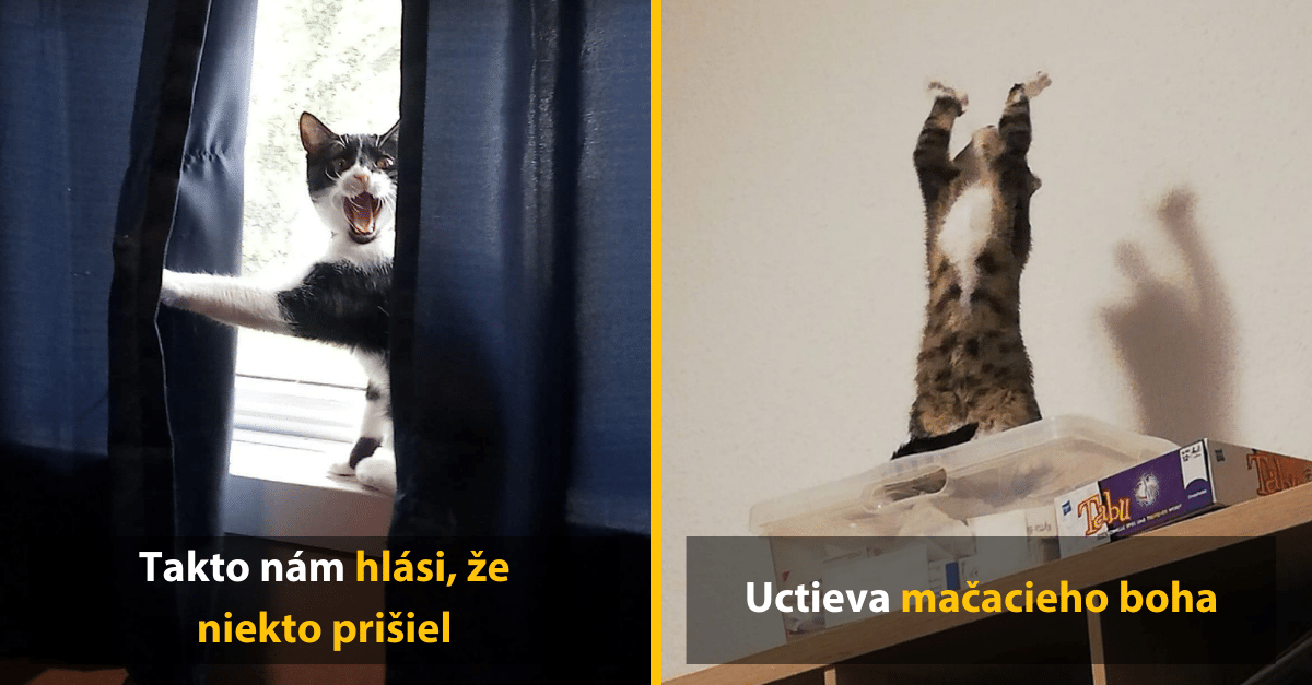 Vtipné zábery zvierat, na ktoré sa nedá hnevať ani keď vyvedú tú najväčšiu hlúposť