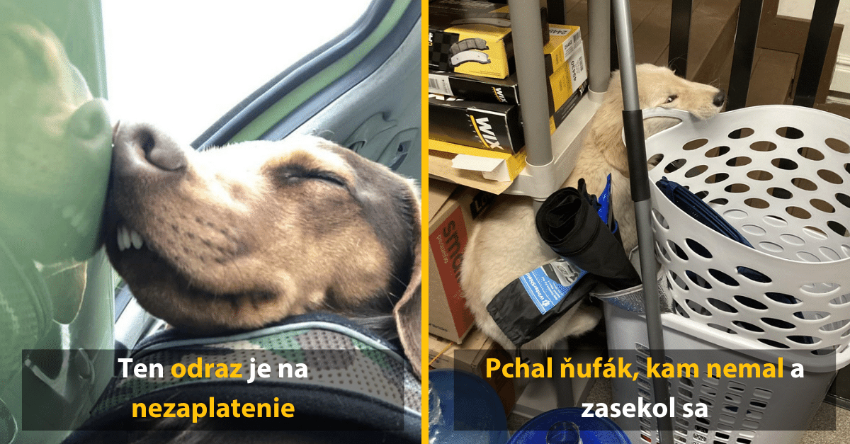 10 vtipných situácií, v ktorých prichytili zvieratá a zlepšilo im to deň