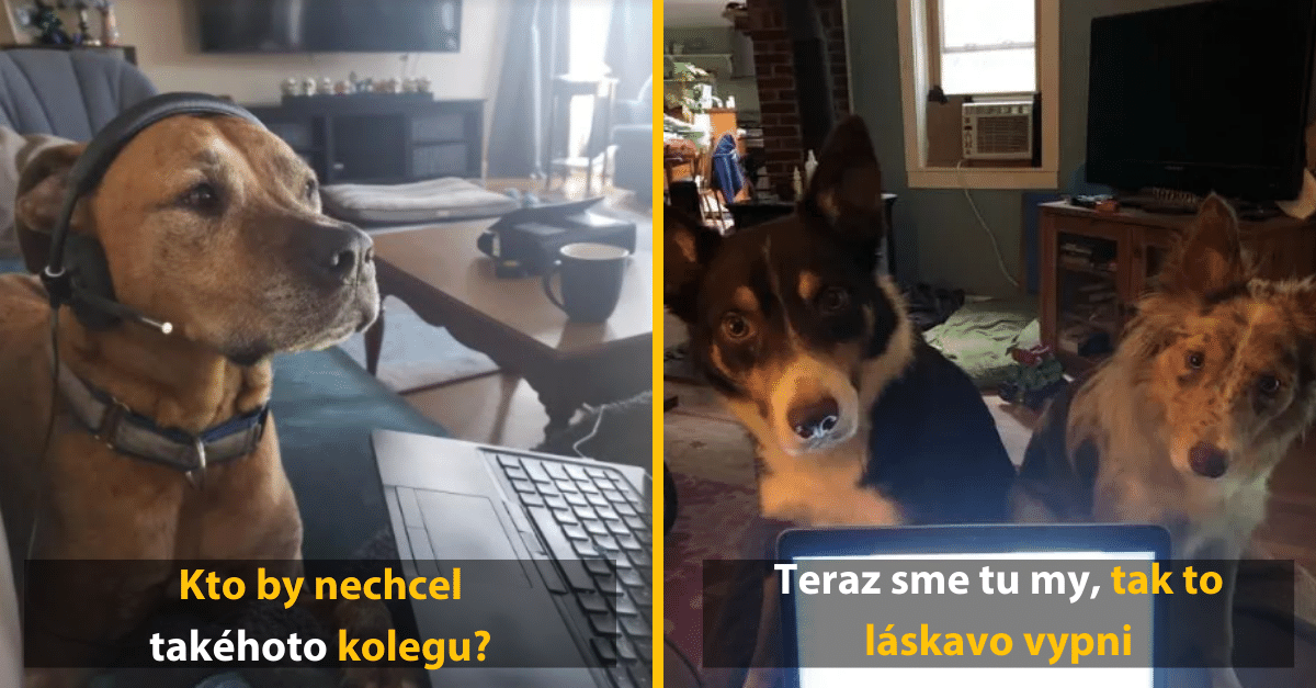 Ako vyzerá homeoffice so zvieratami? (10 vtipných obrázkov)