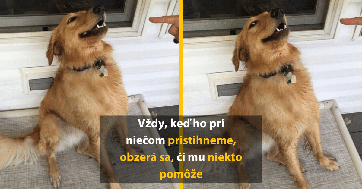 Vystrájali hlúposti a ich majitelia to zavesili na internet (vtipné obrázky zvierat)