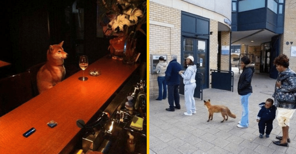 26 vtipných fotografií, pre ktoré neexistuje žiadne vysvetlenie