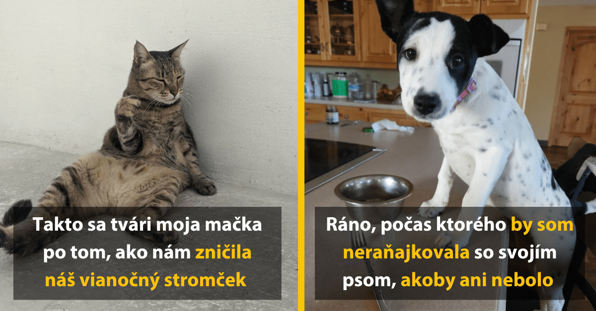 12 obrázkov, ktoré ti dokážu, že s domácim miláčikom sa nudiť jednoducho nedá