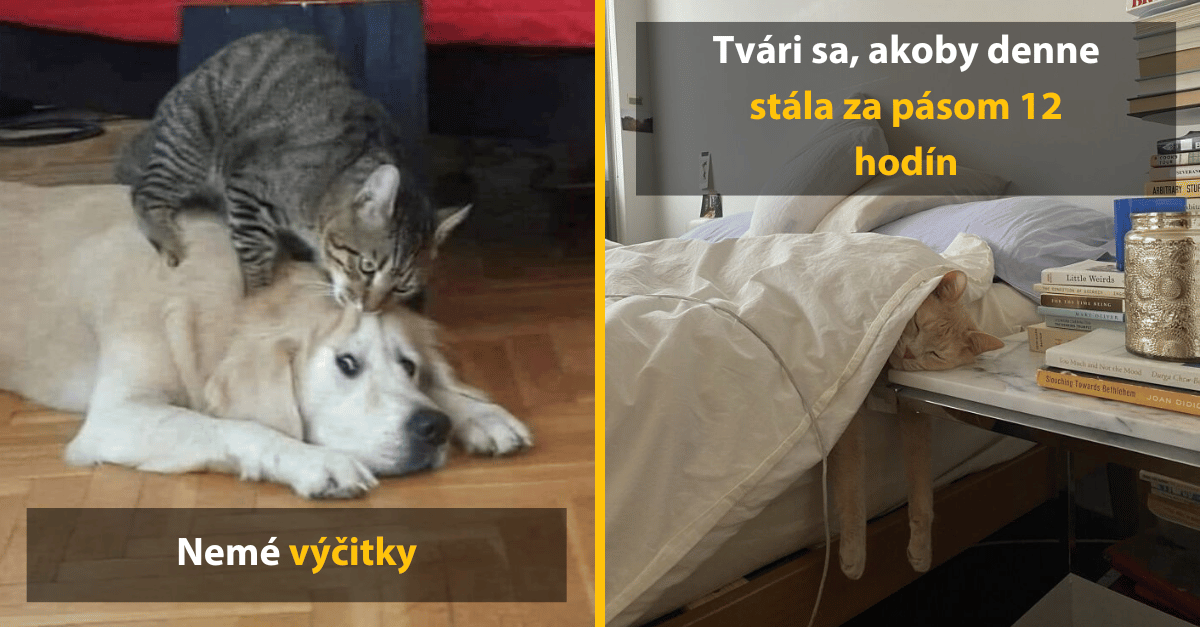 Vtipné zábery, ktoré dokonale odzrkadľujú život s mačkou