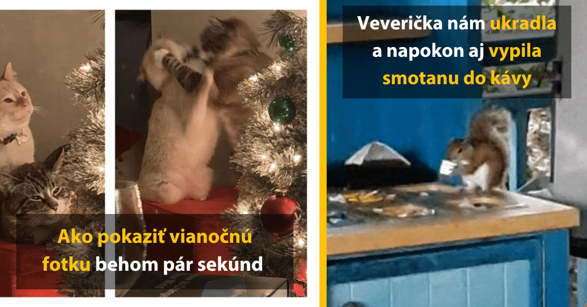 13 zvierat, ktoré o sebe dali vedieť zábavným spôsobom