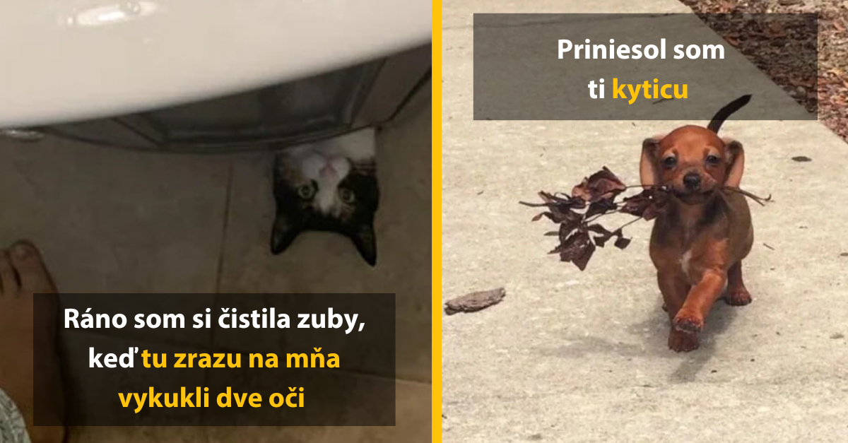 13 domácich miláčikov, ktoré vám behom sekundy zlepšia náladu