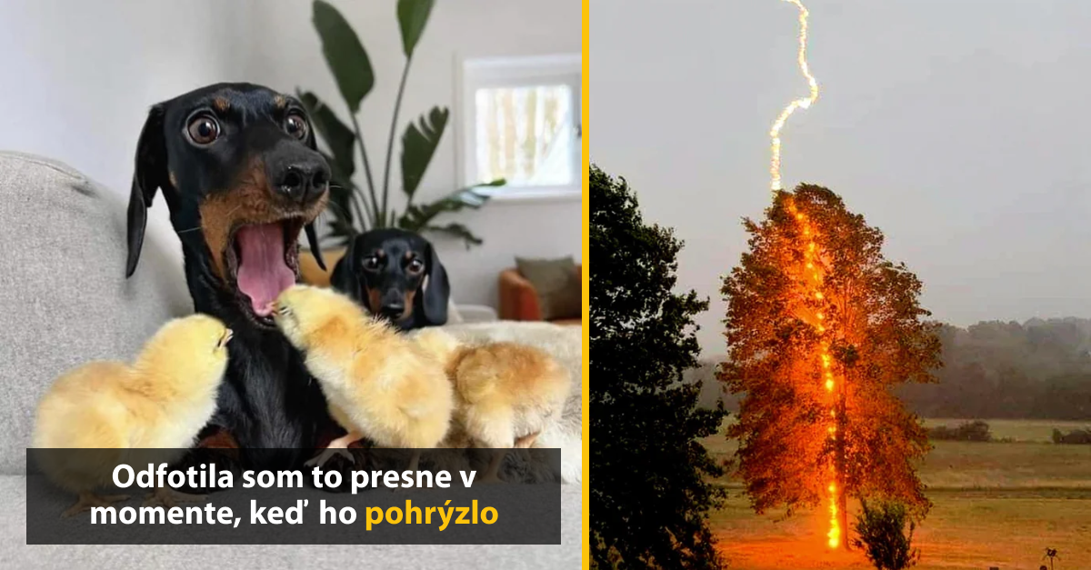 10+ náhodných obrázkov, ktoré vznikli perfektným načasovaním