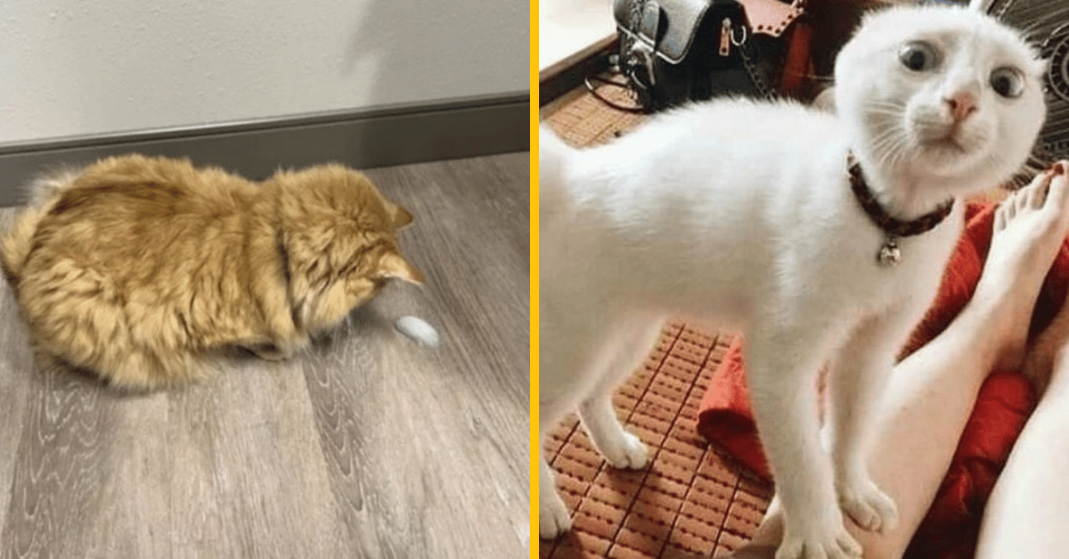 10 nevysvetliteľných fotiek mačiek, ktoré ti zlepšia deň