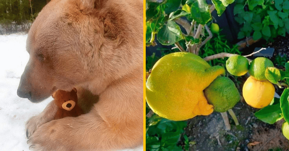 Niekoľko záberov, pri ktorých sa ťažko verí, že sú skutočné