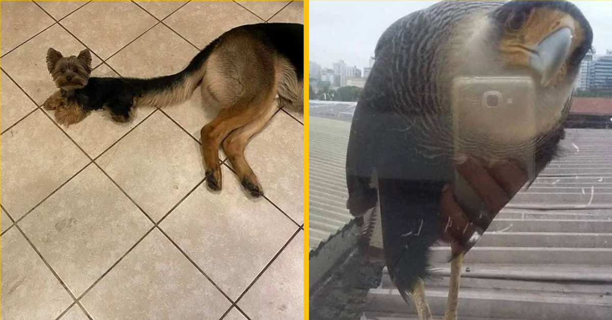 11 fotografií, pri ktorých sa s vami váš zrak zahráva