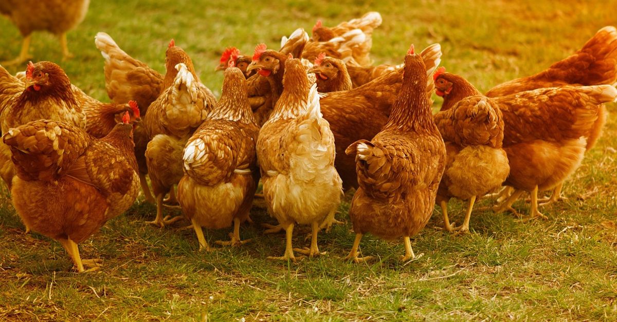 Muž skončil vo väzení po tom, čo k smrti vystrašil sliepky