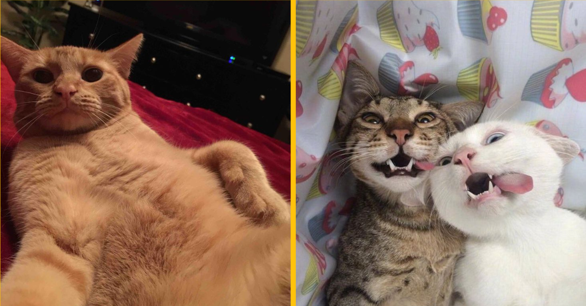 15 fotografií mačiek, ktorých selfies sú lepšie ako tie tvoje!