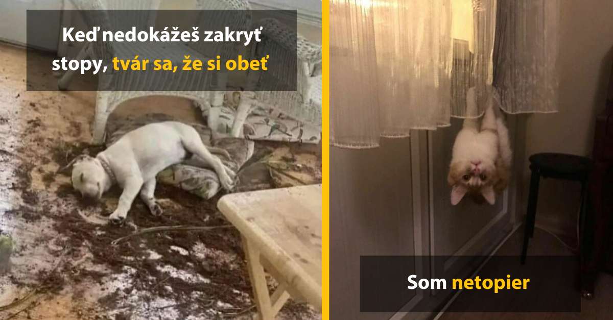 15 netradičných fotiek zvierat, ktoré vám zlepšia váš deň #2