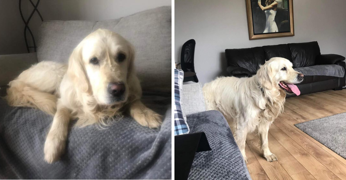 Príbeh hodný filmu – Pes utiekol novým majiteľom a prešiel takmer 60 kilometrov naspať do svojho pôvodneho domova