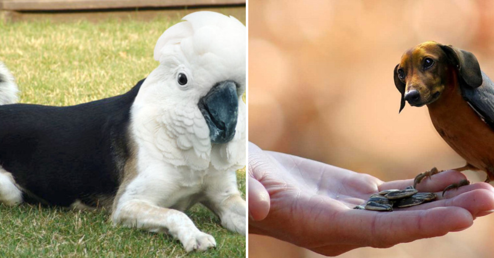 Tieto fotografie psov a vtákov dokopy vytvorili nový živočíšný druh. Toto je psovták !