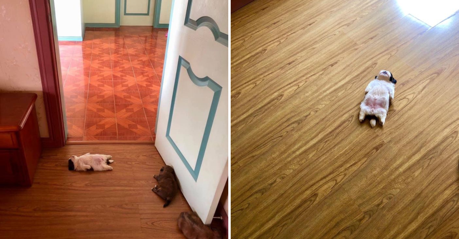 20 Fotografií: Toto šteňa má asi najkomickejšiu polohu pri spaní – inak ako takto ani nezaspí