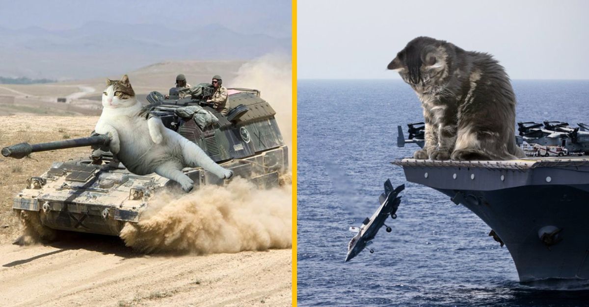 Obrovské vojenské mačky, ktoré vám zaručene zlepšia deň