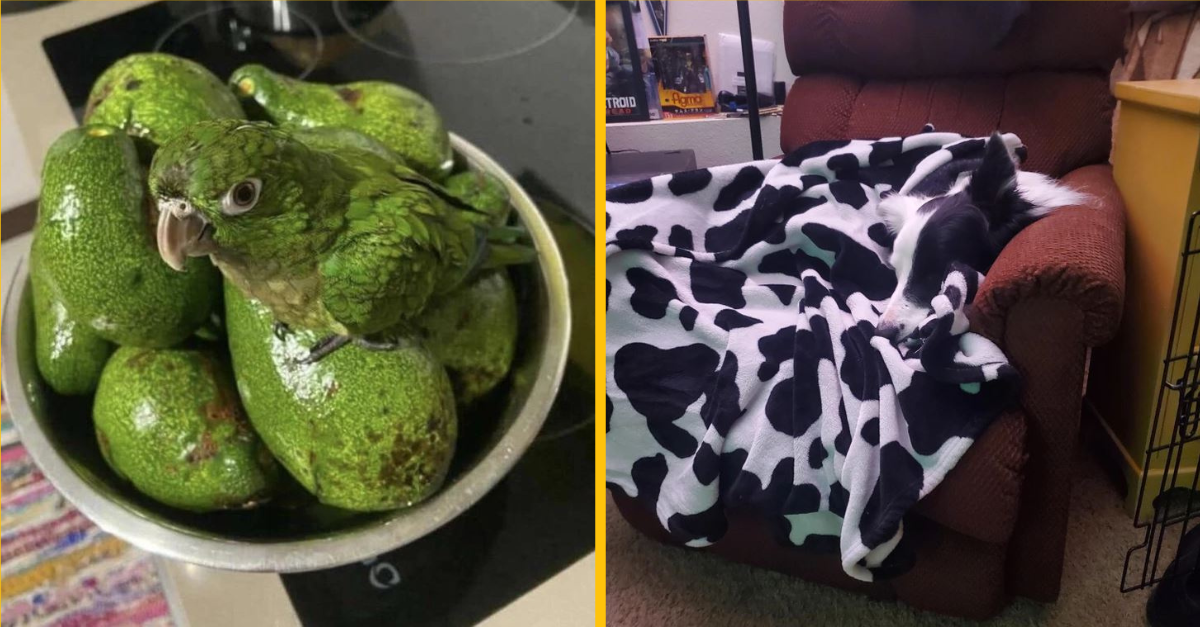 Tieto zvieratá vám dokážu, že sú majstri v maskovaní