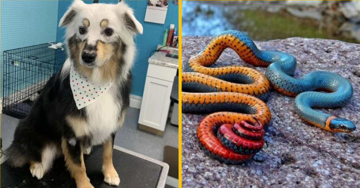 Očarujúce zvieratá, ktoré vyhrali genetickú lotériu