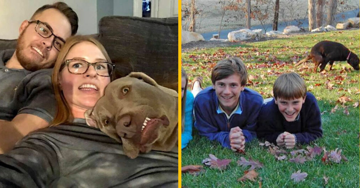 10 psov, ktoré sa rozhodli zničiť (alebo skôr zlepšiť) fotky svojich pánov