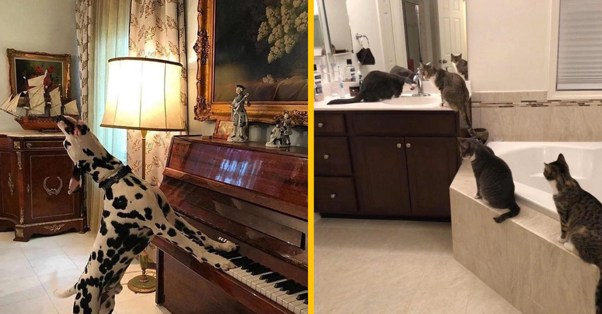 16 domácich zvierat, ktoré boli prichytené „v tom najlepšom“