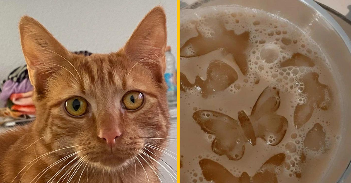 15 obrázkov zachytávajúcich nezvyčajné veci, ktoré ste pravdepodobne ešte nevideli