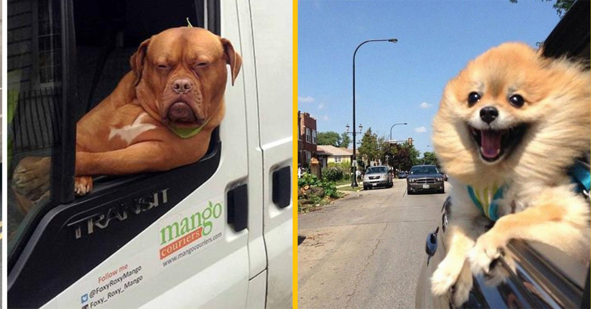 Týchto 15 psov si jednoducho užíva jazdu v aute nezáležiac na destinácii