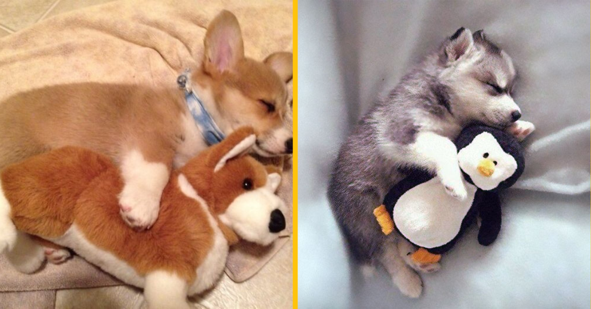 15 zvieratiek, ktoré jednoducho milujú svoju obľúbenú hračku