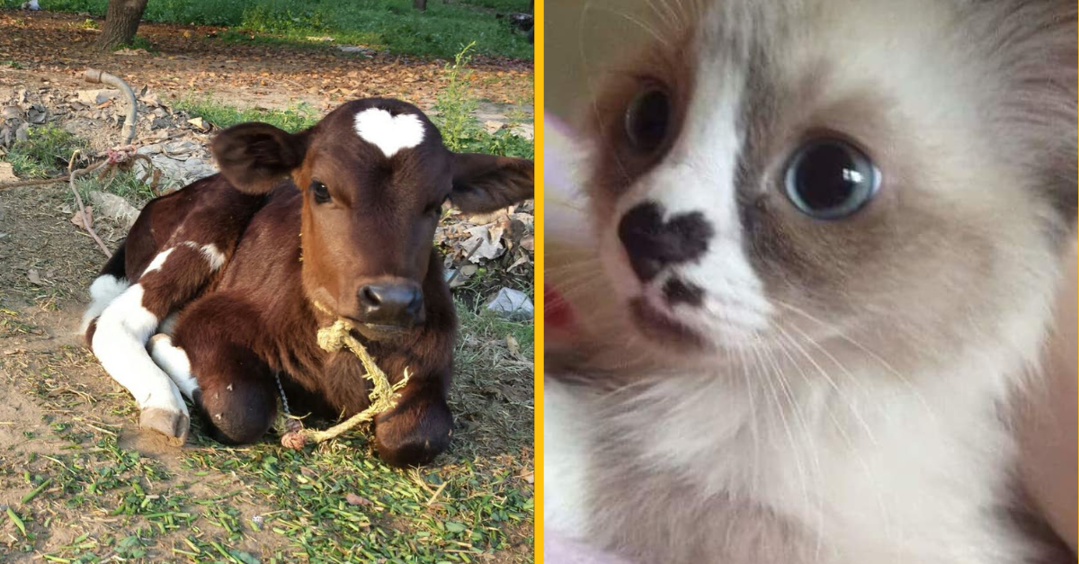 16 roztomilých zvieratiek, ktoré majú na svojej srsti srdiečko