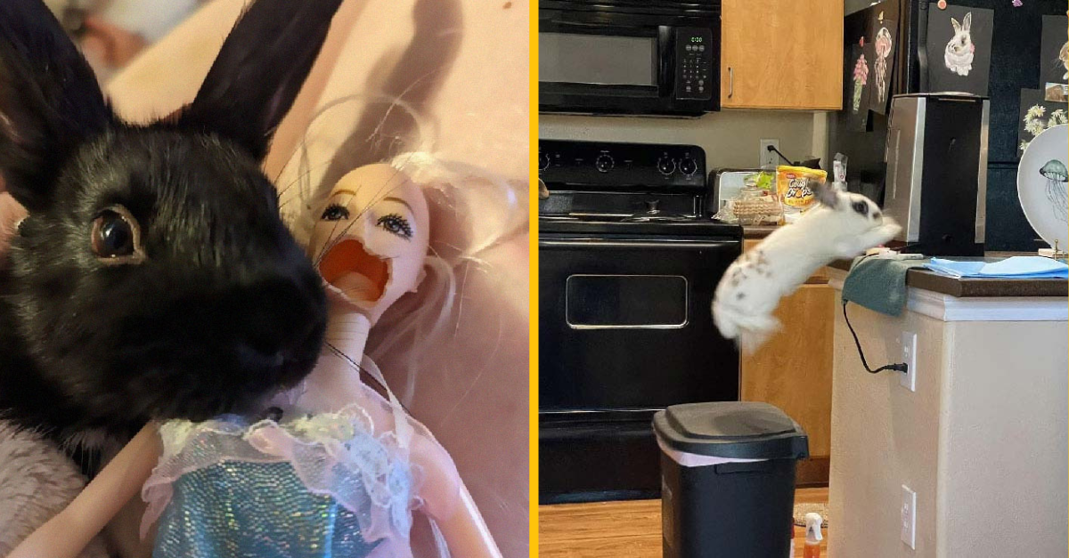 Týchto 15 fotiek ti ukáže, aké je to mať zajaca ako domáceho maznáčika