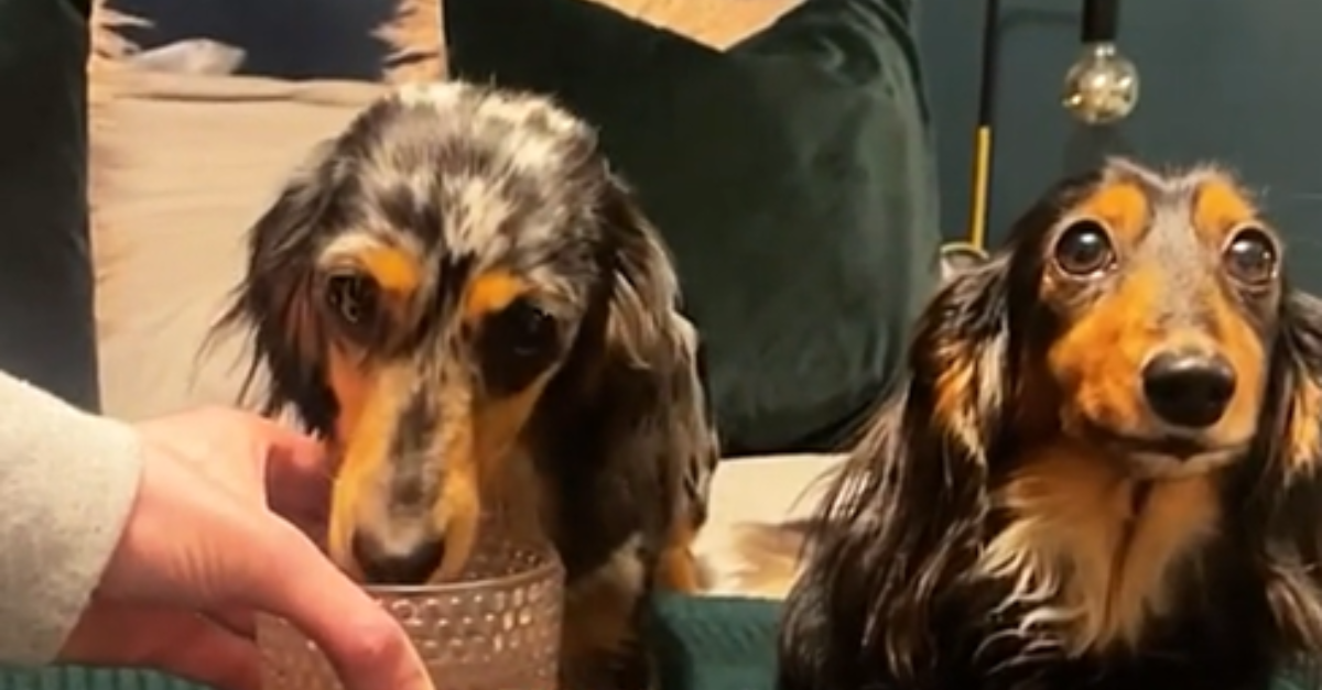 Títo psi majú vlastnú večernú rutinu! Milión ľudí sa pobavilo na ich neobvyklých návykoch