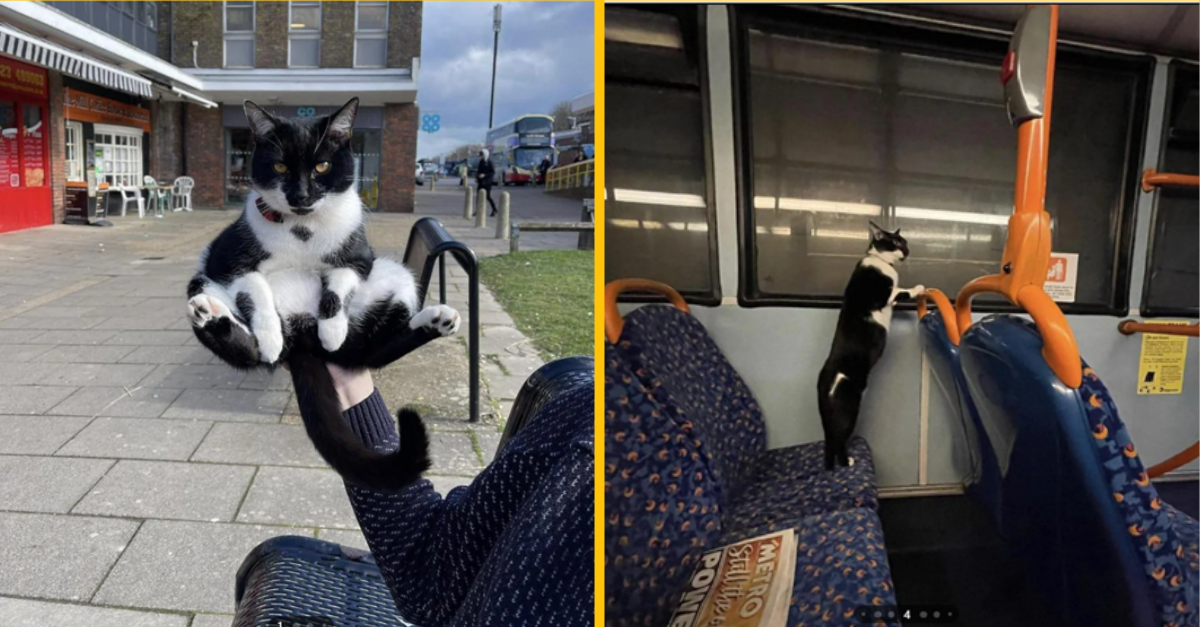 Jeho mačka trpí separačnou úzkosťou, a tak ju všade nosí so sebou. Mačka Mushroom cestuje autobusom či nakupuje v obchode