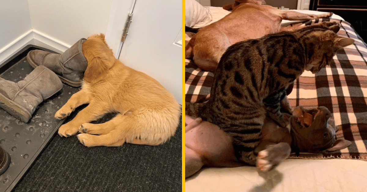 15 vtipných dôkazov, že so zvieraťom sa prosto nenudíš