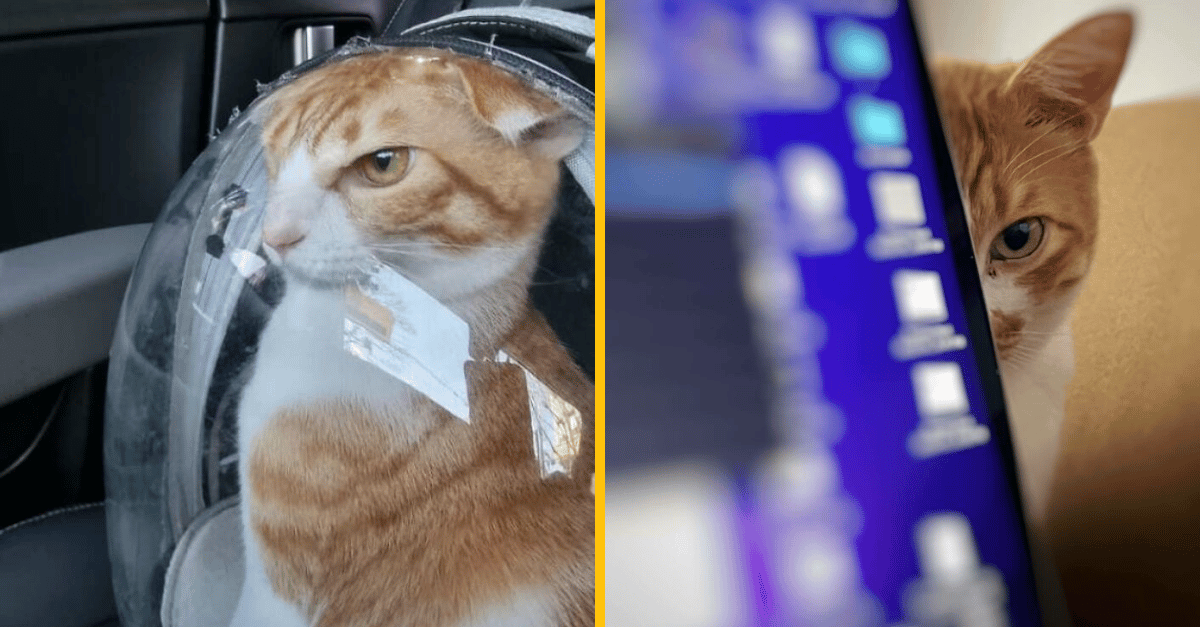 12 prípadov, keď sa ľuďom podarilo spraviť vtipné fotky ich nahnevaných mačiek