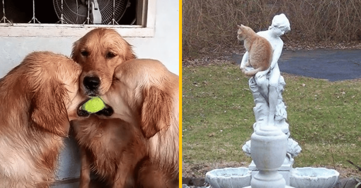 13 dôvodov, prečo by si si mal zaobstarať domáce zvieratko