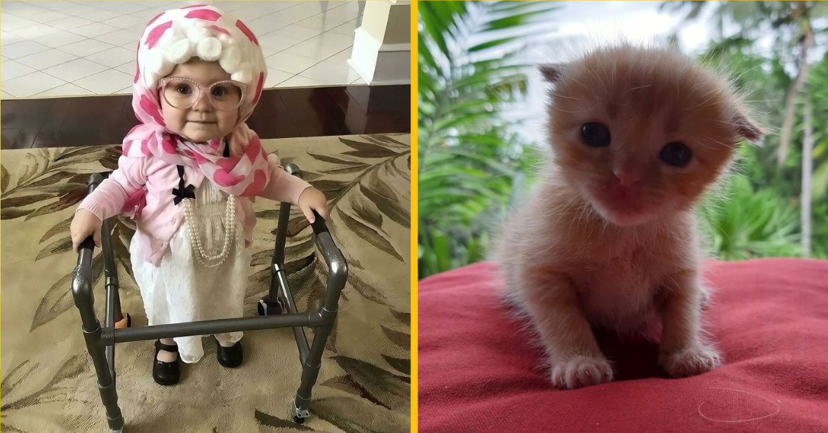 Fotografie, ktoré otestujú vašu odolnosť voči roztomilosti