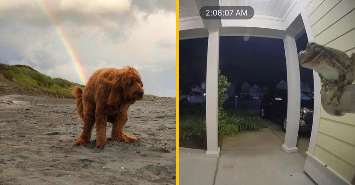 11 zábavných fotiek, pri ktorých budete potrebovať dávku nadhľadu