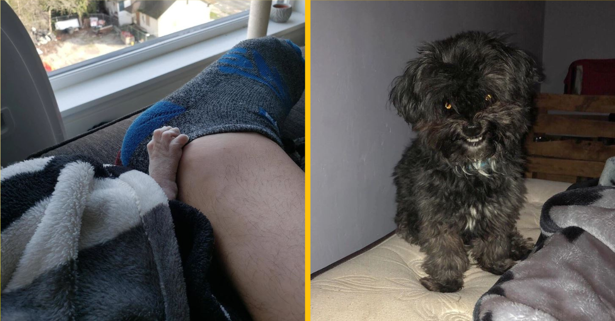 Tieto fotografie domácich miláčikov sú ako scény vystrihnuté z hororu