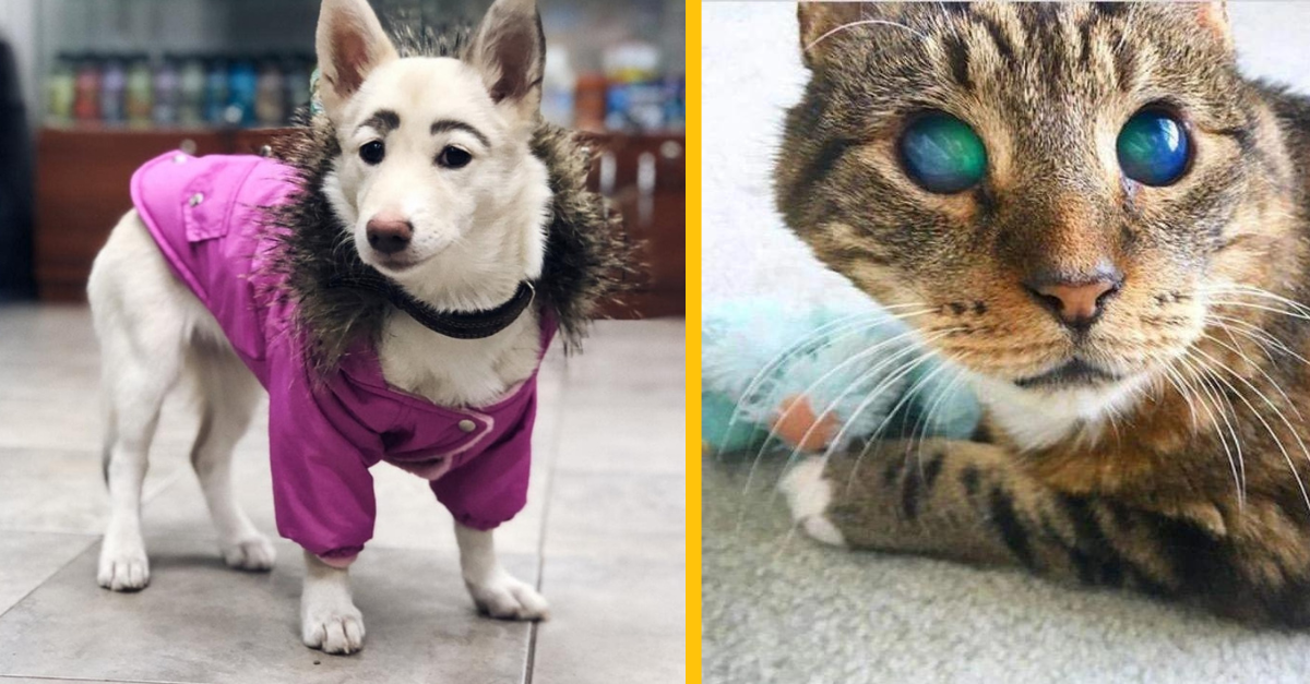 13 zvierat, ktoré sa môžu pýšiť luxusnou genetikou