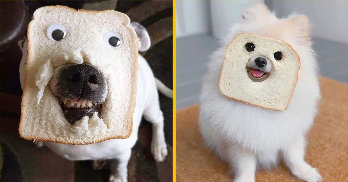 Čo robia majitelia psov, keď sa nudia? Toto