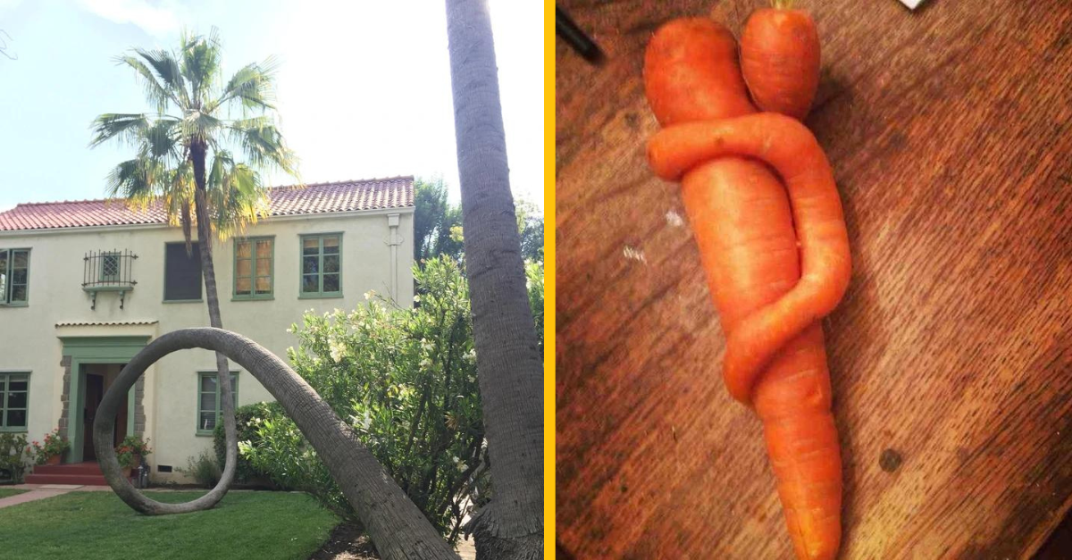 15 zvláštnosti z prírody, ktoré vás ohúria